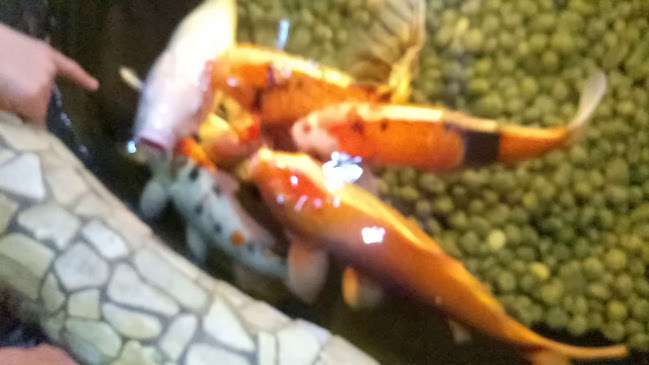 Opinii despre Asia Restaurant Mandarin, VU Thi Hang în Singen (Hohentwiel) - Gastronomie und Hotellerie