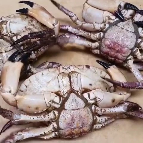 Oyster Lodge - Gastronomie und Hotellerie