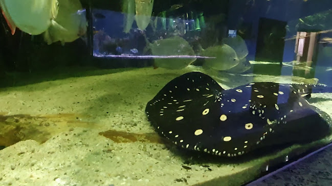 Nymphaea Gaststätte Gerichte zum Mitnehmen