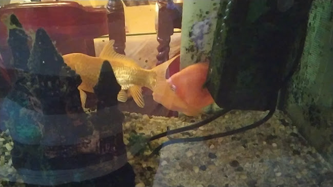 China-Haus (Ha Noi Restaurant)