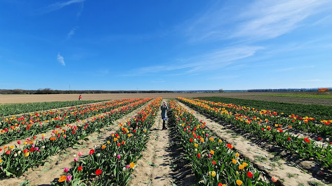 Hochstift-Blumen - Blumen selber pflücken