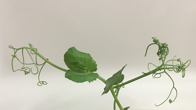 Opinii despre Restaurant Küssaburgblick în Lauchringen - Gastronomie und Hotellerie