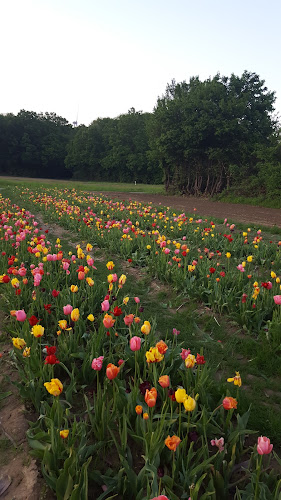 Opinii despre Hochstift-Blumen - Blumen selber pflücken în Salzkotten - Gastronomie und Hotellerie