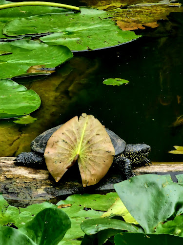 Opinii despre Nymphaea Gaststätte Gerichte zum Mitnehmen în Esslingen am Neckar - Gastronomie und Hotellerie