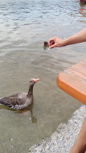 Seehaus im Englischen Garten - Gastronomie und Hotellerie