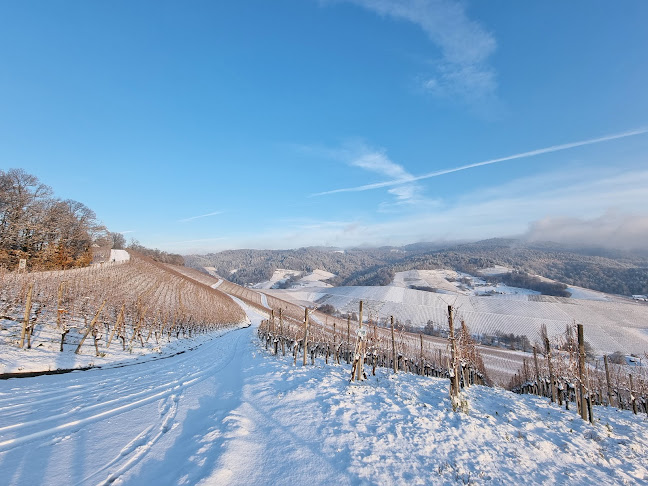 Comentarii opinii despre Gourmet-Restaurant & Weinberggarten SPRINGBRUNNEN Sklenar