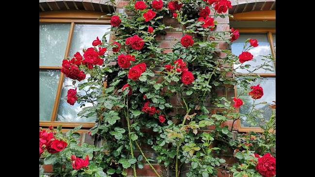 Opinii despre Gartencafé Düsediekerbäumer în Hiddenhausen - Gastronomie und Hotellerie