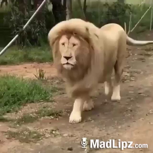 Gaststätte Zum Häring - Kaufbeuren