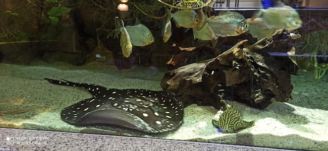 Nymphaea Gaststätte Gerichte zum Mitnehmen - Gastronomie und Hotellerie