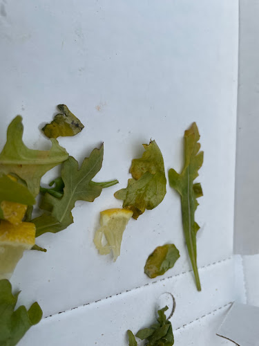 Pizzeria Il Rusticone - Zwingenberg