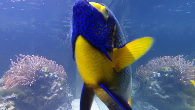 Opinii despre Nymphaea Gaststätte Gerichte zum Mitnehmen în Esslingen am Neckar - Gastronomie und Hotellerie