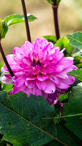 Comentarii opinii despre Hochstift-Blumen - Blumen selber pflücken