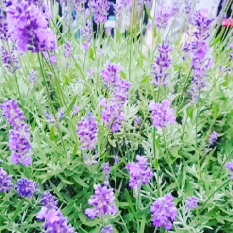 Haus Kranenberg - Wiehl