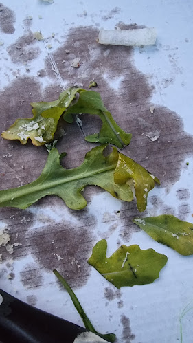 Pizzeria Romeo Oberhausen - Oberhausen