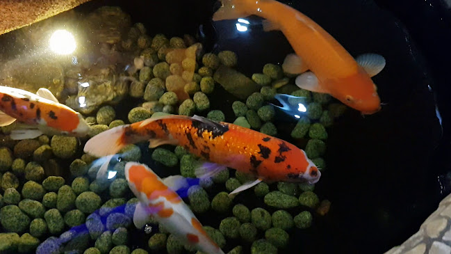 Opinii despre Asia Restaurant Mandarin, VU Thi Hang în Singen (Hohentwiel) - Gastronomie und Hotellerie