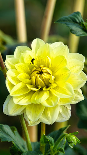 Hochstift-Blumen - Blumen selber pflücken - Salzkotten