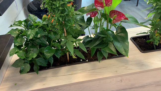 Opinii despre Delphin Grill în Hohenhameln - Gastronomie und Hotellerie