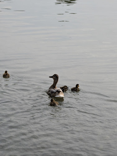Comentarii opinii despre Seehaus im Englischen Garten