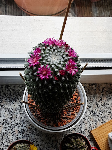 Comentarii opinii despre Gimmelli Eis & Kaffee