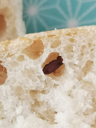 Opinii despre Bäckerei Gruttke în Dresden - Gastronomie und Hotellerie