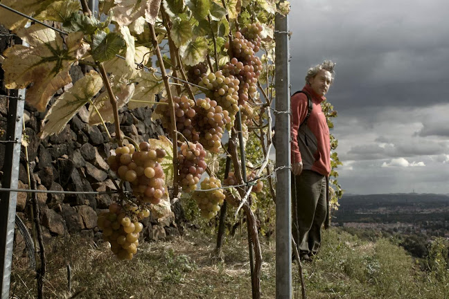 Opinii despre Weinbau Frédéric Fourré în Radebeul - Gastronomie und Hotellerie