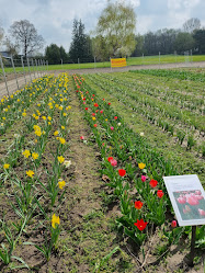 Blumenfeld - Blumen selbst schneiden