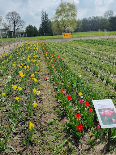 Blumenfeld - Blumen selbst schneiden