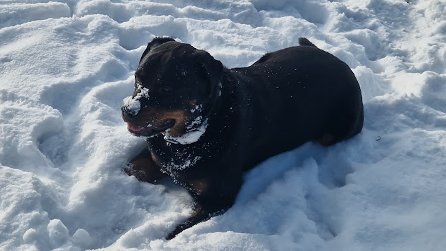 Comentarii opinii despre Hotel & Restaurant Waldlust - Hagen (aktuell nur Hotel (inkl. Frst und AE) und Veranstaltungslokal)