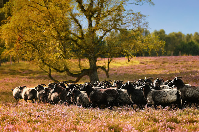 Opinii despre Restaurant Utspann în Bad Fallingbostel - Gastronomie und Hotellerie