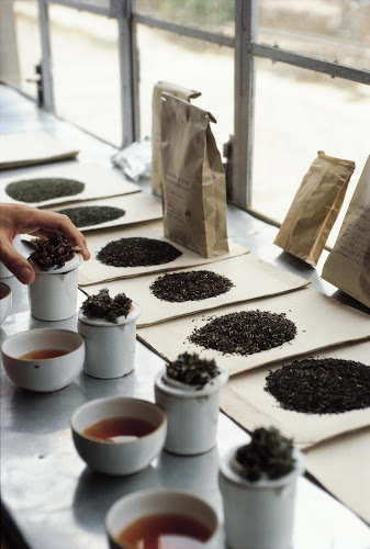 Teeblätter Versand - Überlingen