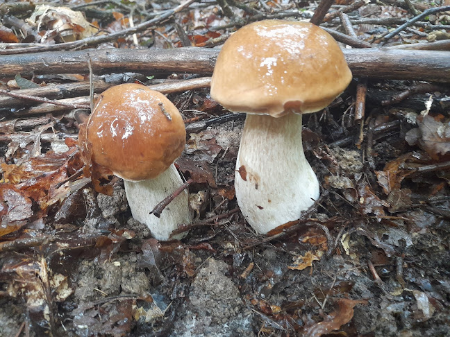 Jahnstraße 8, 68723 Plankstadt