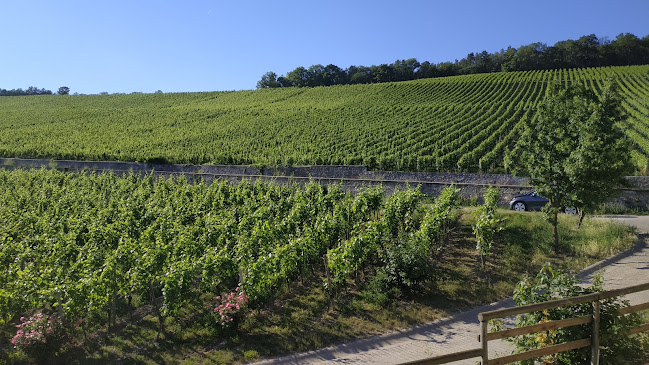 Weinstein, Restaurant im Weingut am Stein - Gastronomie und Hotellerie