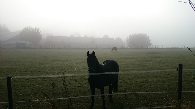 Comentarii opinii despre Backhius