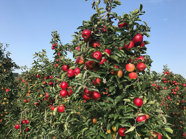 Edelobstplantage Hillemacher + SB Lebensmittel-Automat - Eschweiler