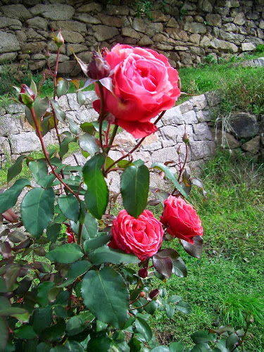 Weinbau Frédéric Fourré - Gastronomie und Hotellerie