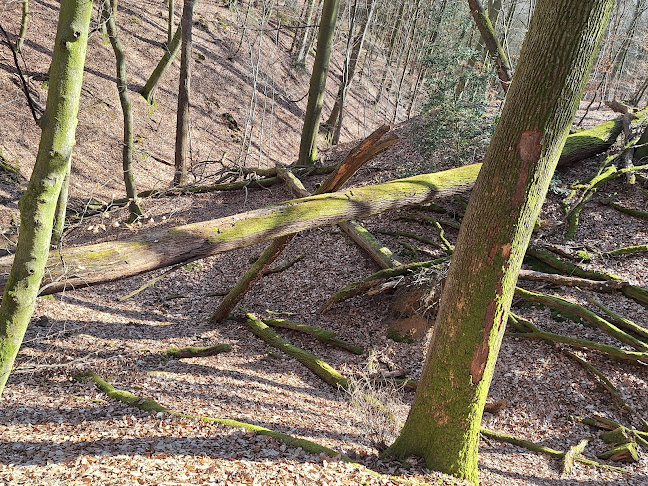 Opinii despre Waldgaststätte Oyler Berg în Marklohe - Gastronomie und Hotellerie
