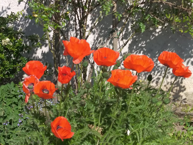 Comentarii opinii despre Backhius