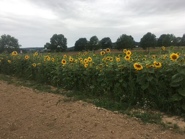 Blumen zum selber schneiden