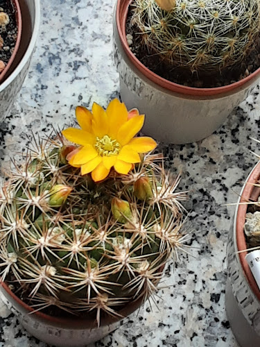 Opinii despre Gimmelli Eis & Kaffee în Netphen - Gastronomie und Hotellerie