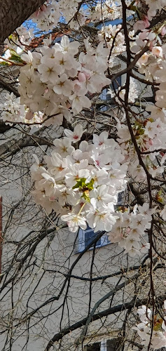 Comentarii opinii despre Wolke Bäckerei