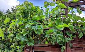 Antonie Schneider, Weinhandel