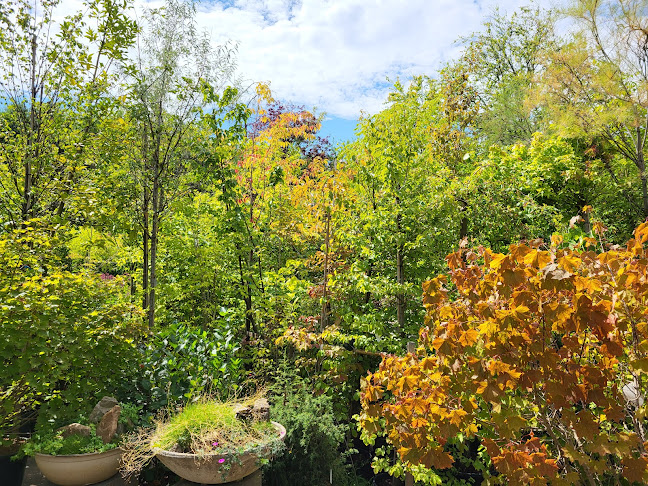 Comentarii opinii despre CAFÉ LE PIC VERT